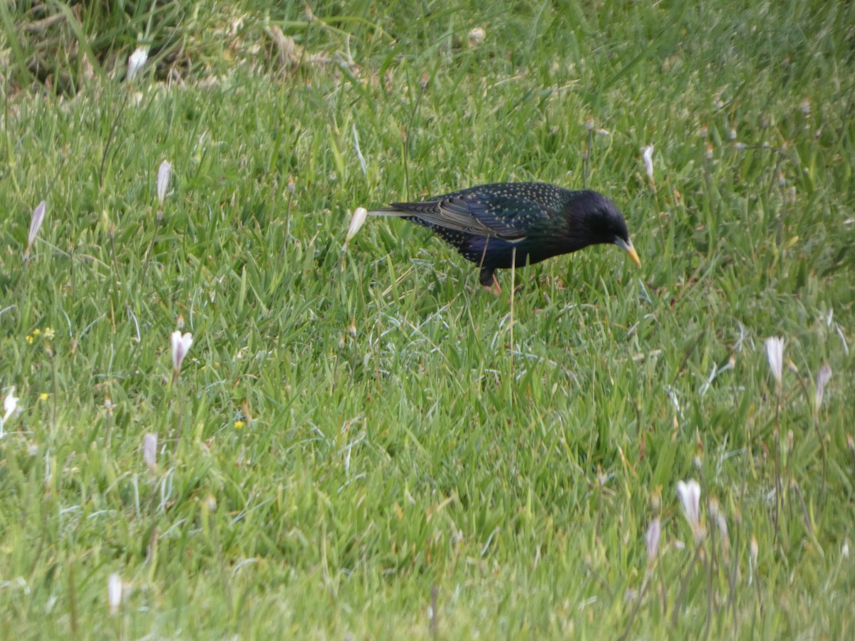 European Starling - ML644512430