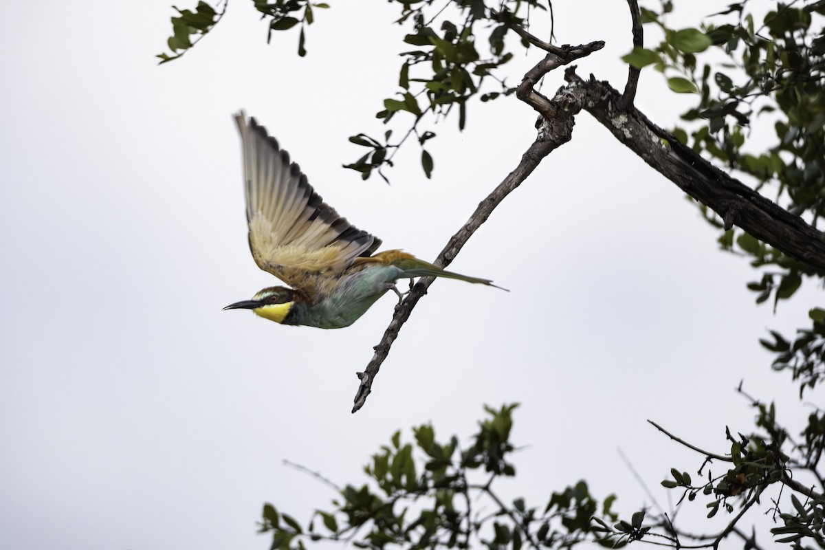 European Bee-eater - ML644512435