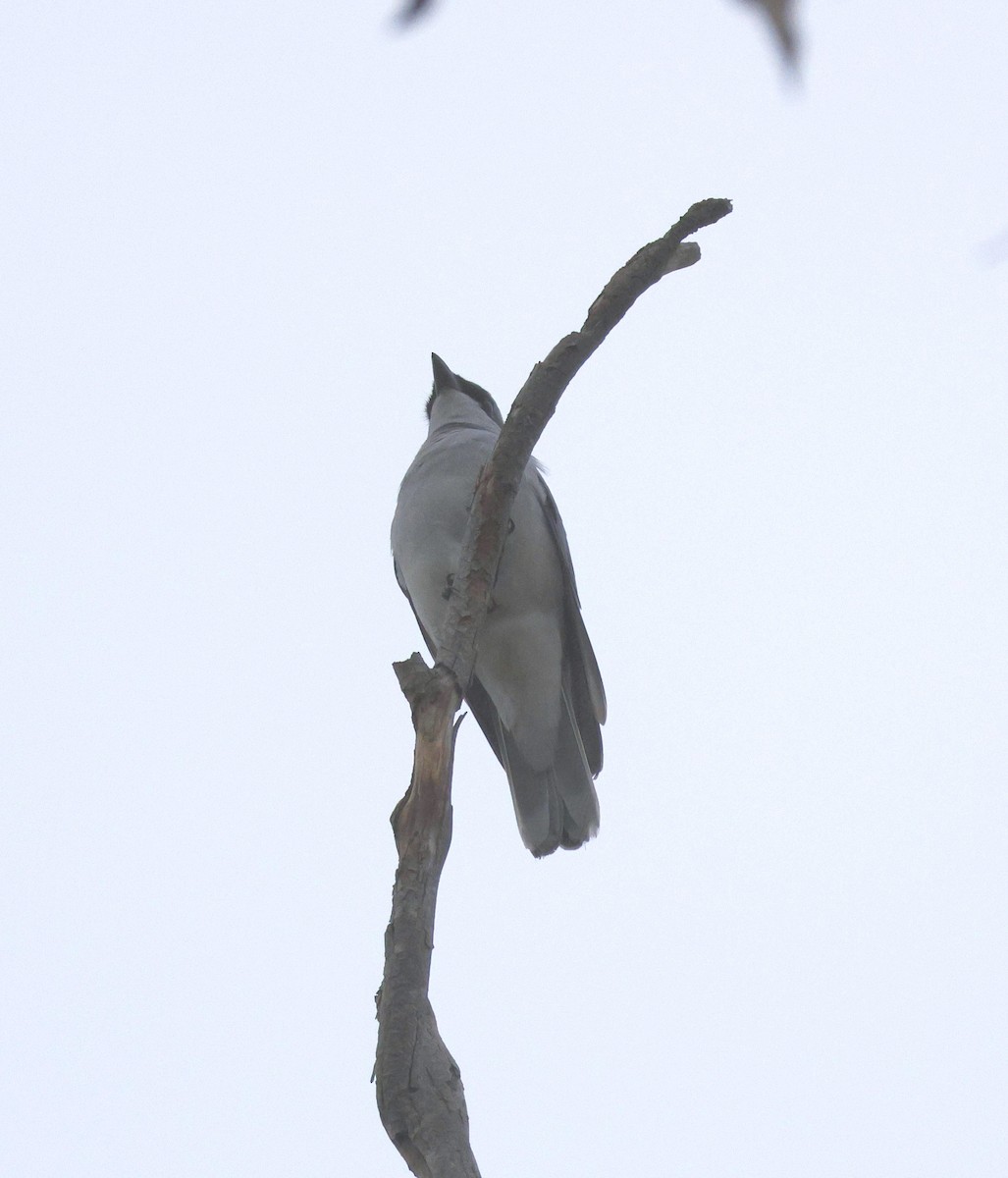 White-bellied Cuckooshrike - ML644512437