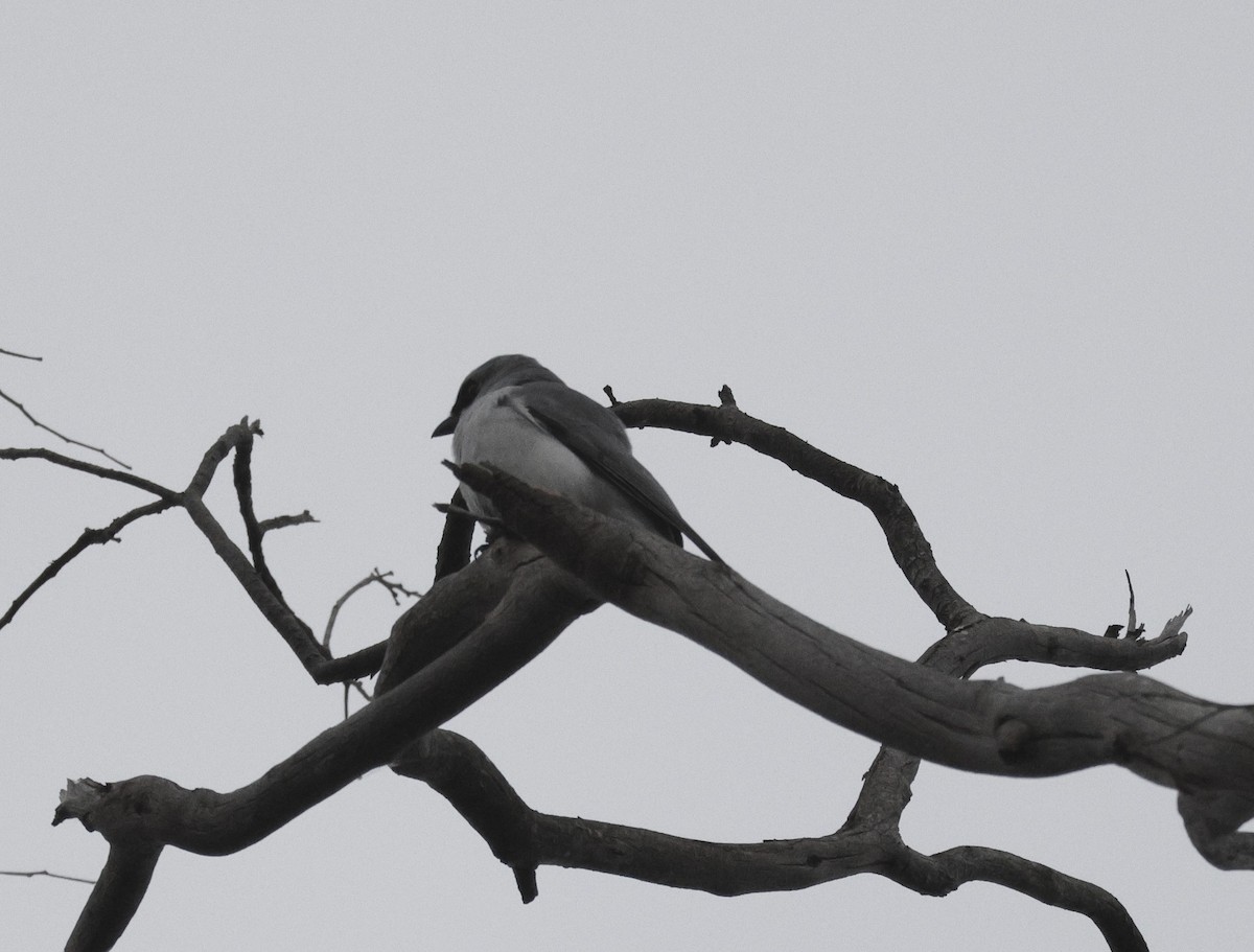 White-bellied Cuckooshrike - ML644512438