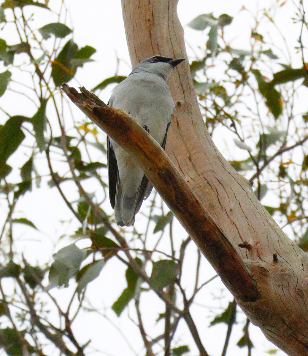 White-bellied Cuckooshrike - ML644512439