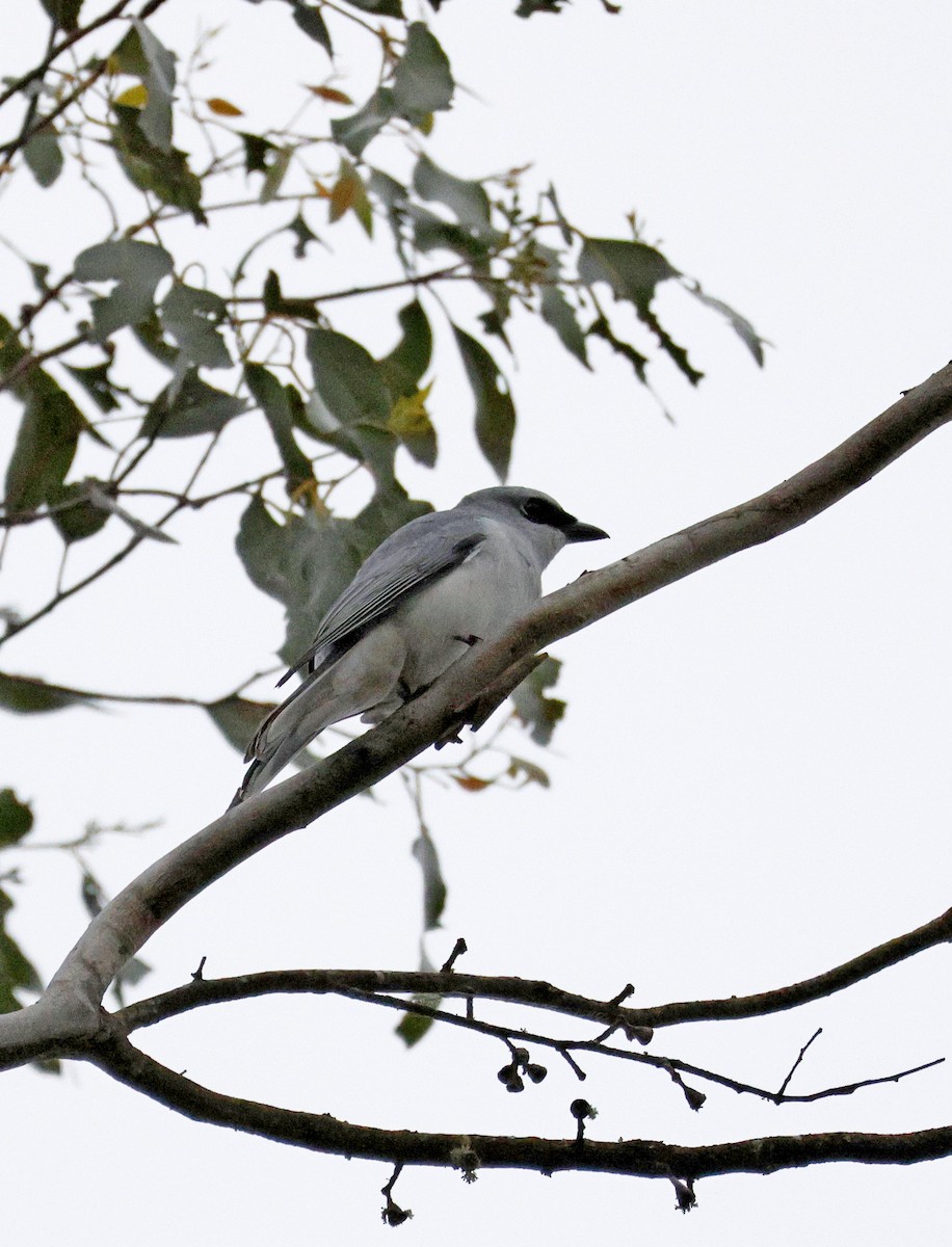 White-bellied Cuckooshrike - ML644512440