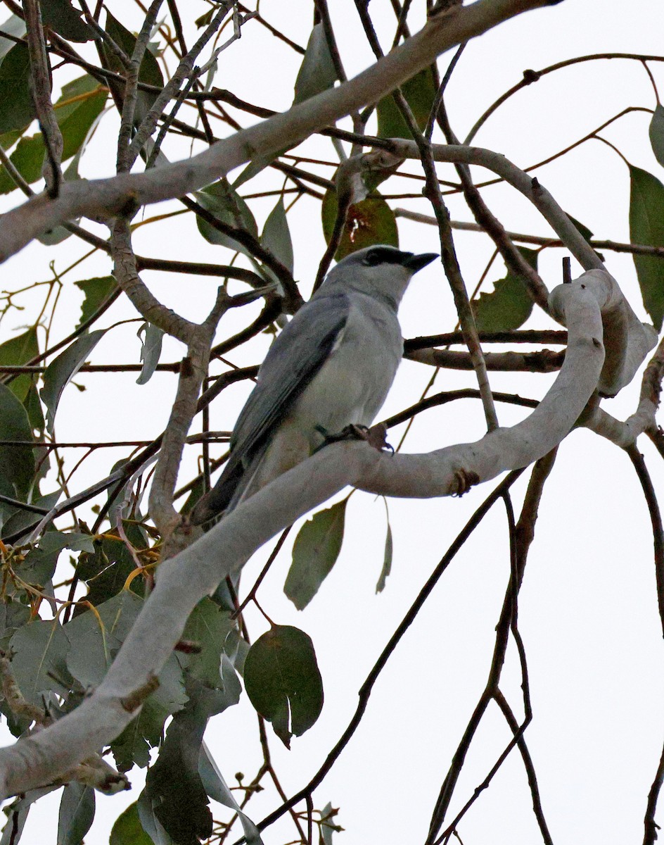White-bellied Cuckooshrike - ML644512441