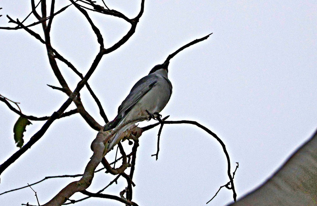 White-bellied Cuckooshrike - ML644512442