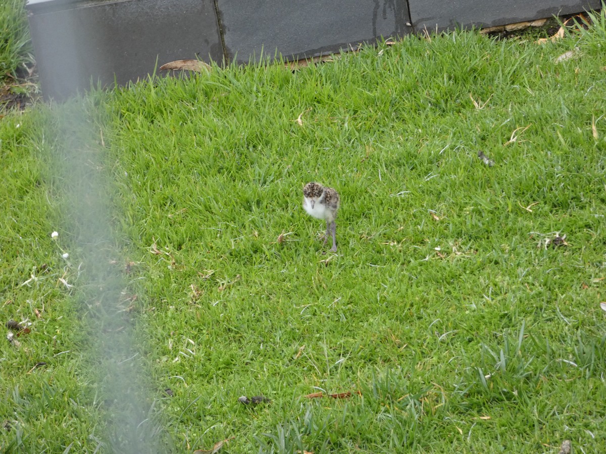 ズグロトサカゲリ（novaehollandiae） - ML644512447