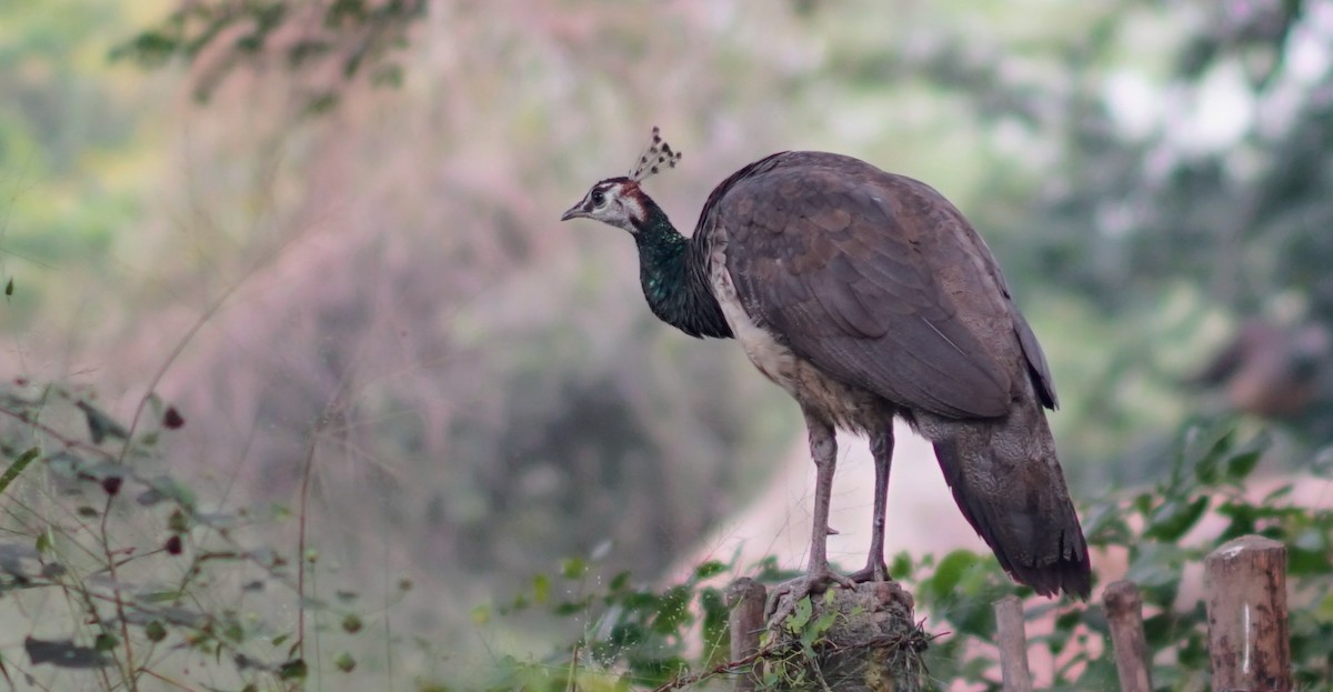 インドクジャク - ML644512450