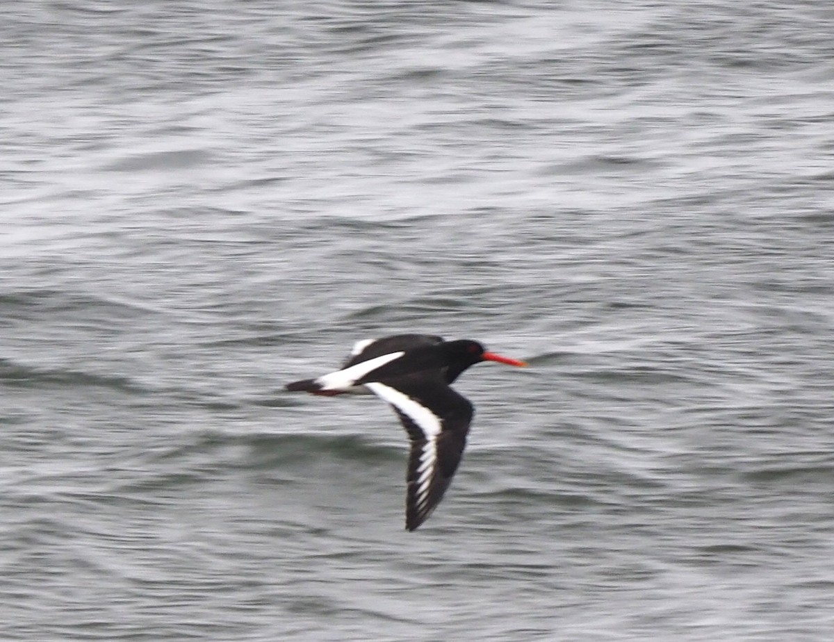 ミヤコドリ - ML644512452