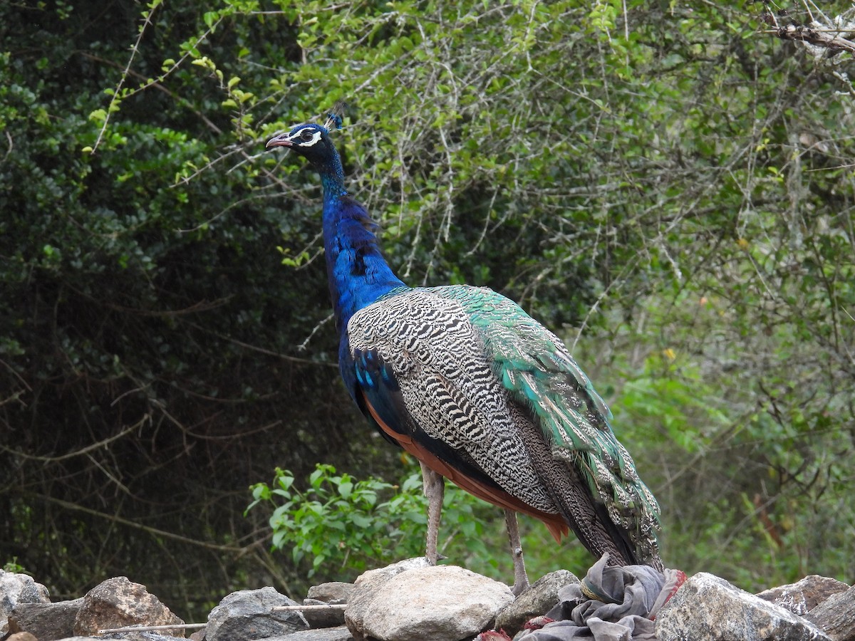 インドクジャク - ML644512454