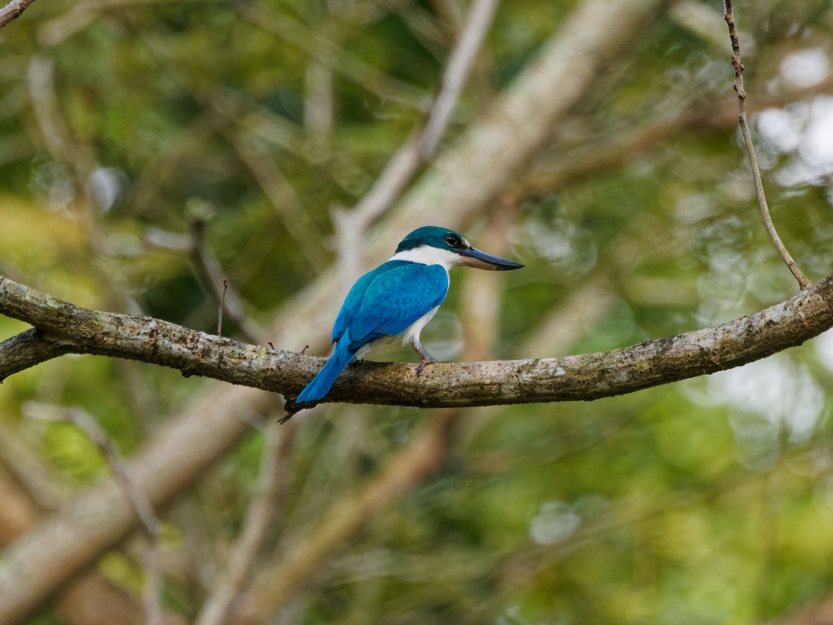 ナンヨウショウビン - ML644512455