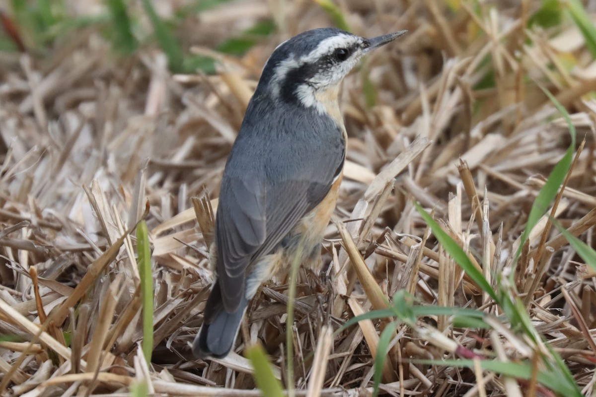 ムネアカゴジュウカラ - ML644512456