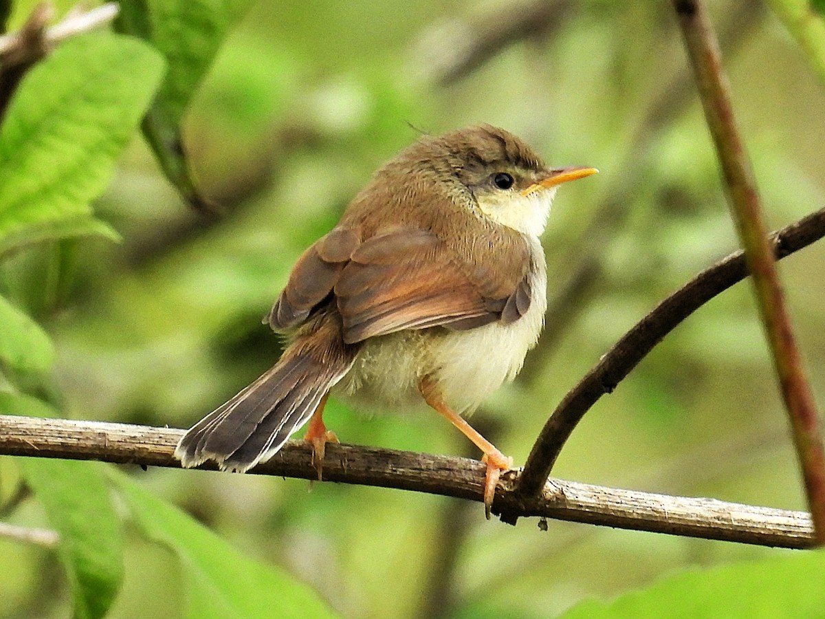 ハイムネハウチワドリ - ML644512465