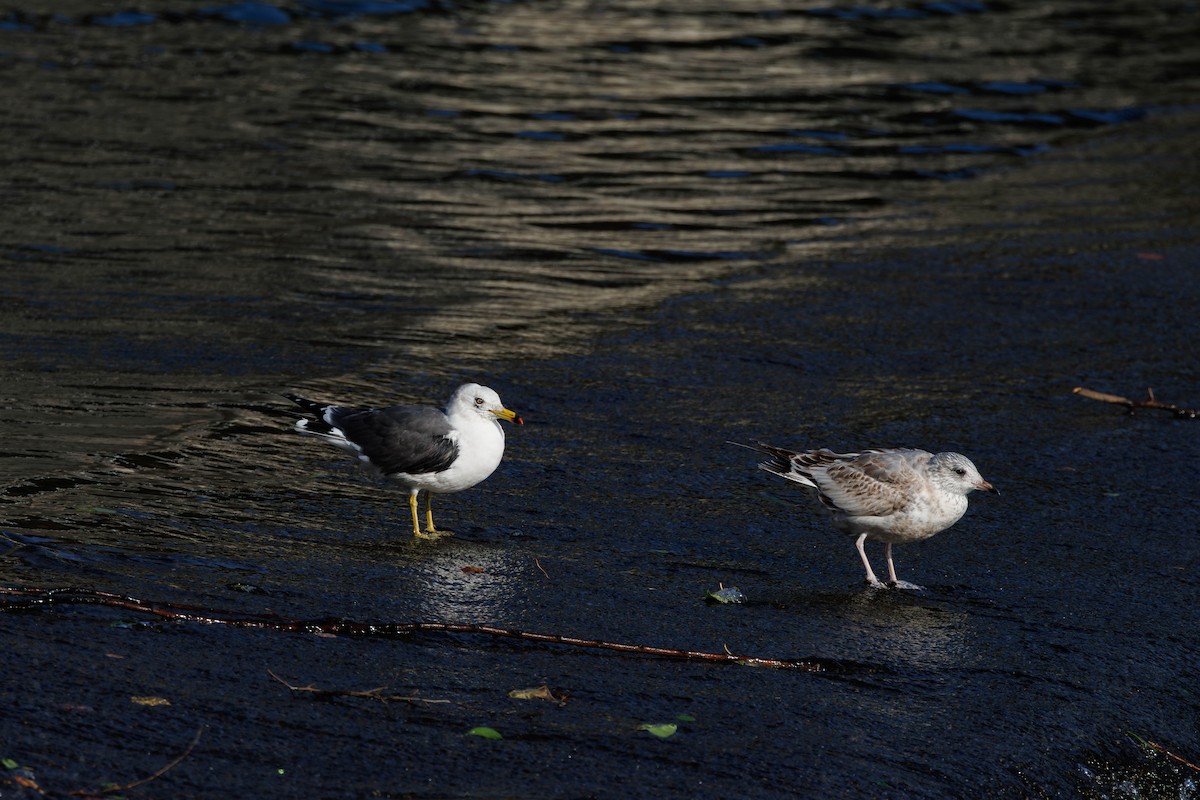 ウミネコ - ML644512466