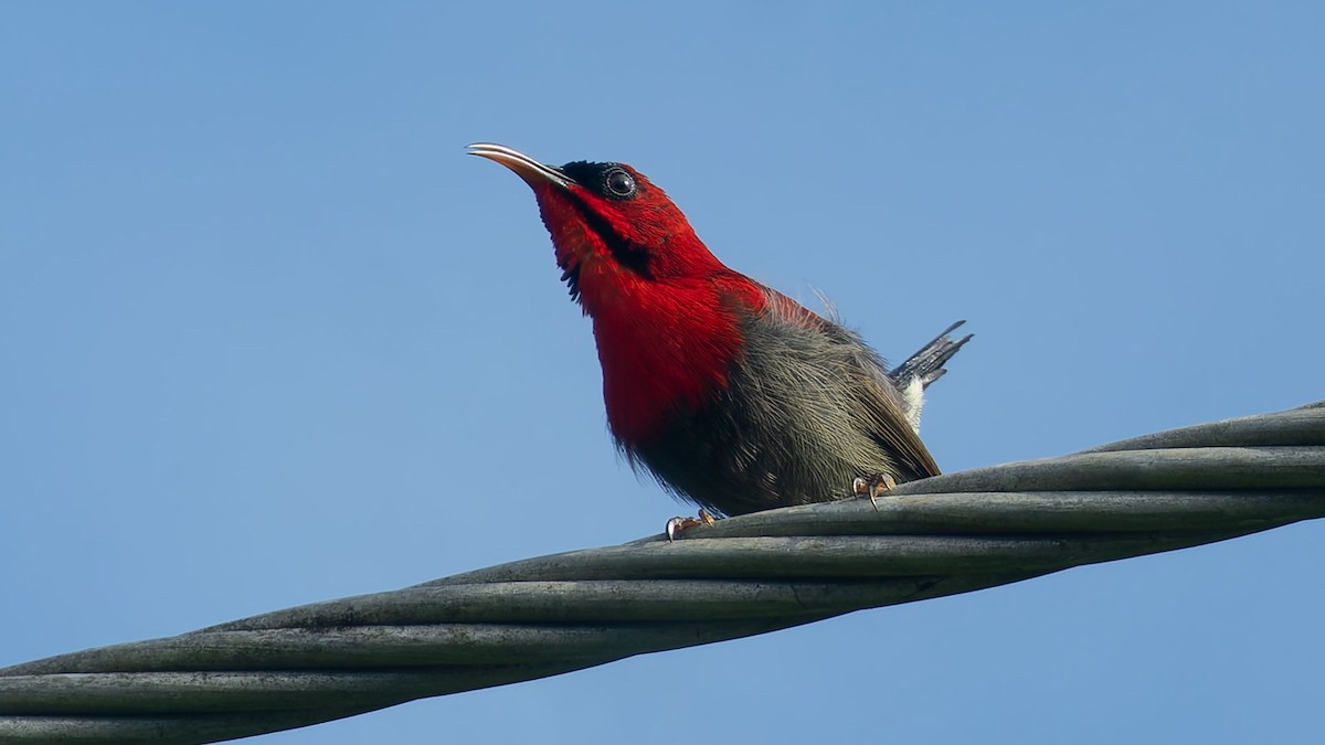キゴシタイヨウチョウ - ML644512467