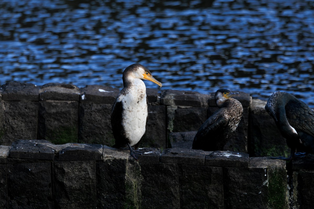 ウミウ - ML644512469