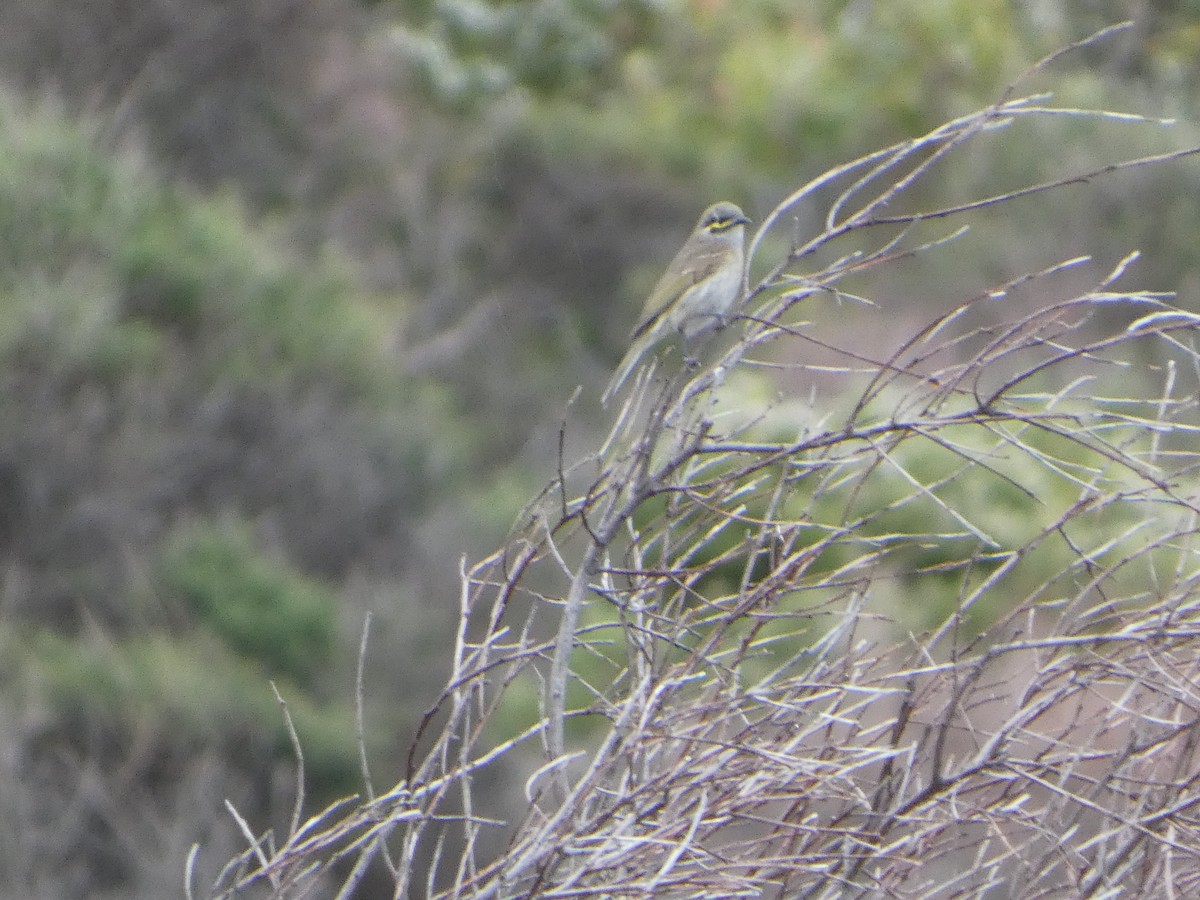 キホオコバシミツスイ - ML644512470