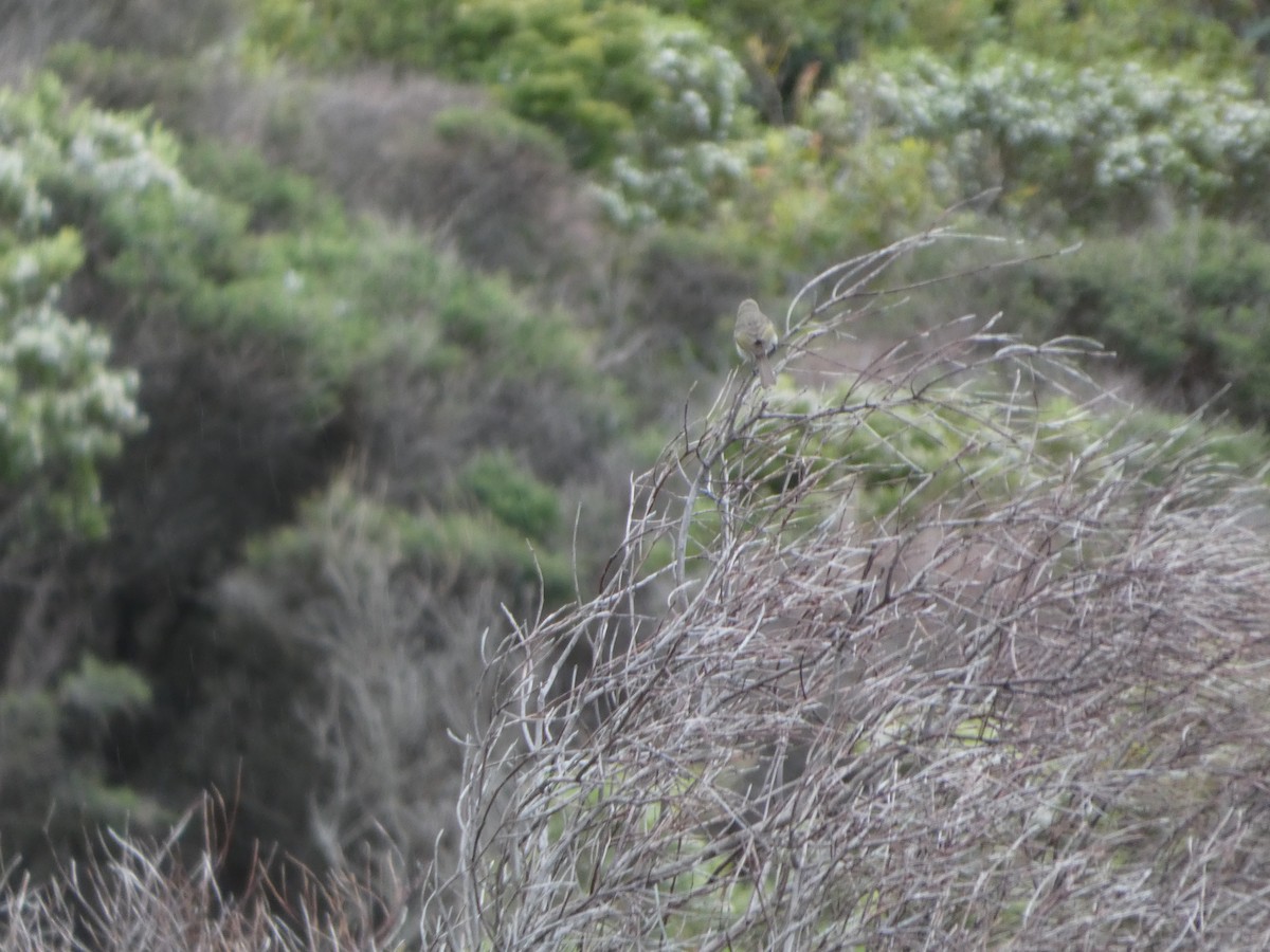 キホオコバシミツスイ - ML644512471