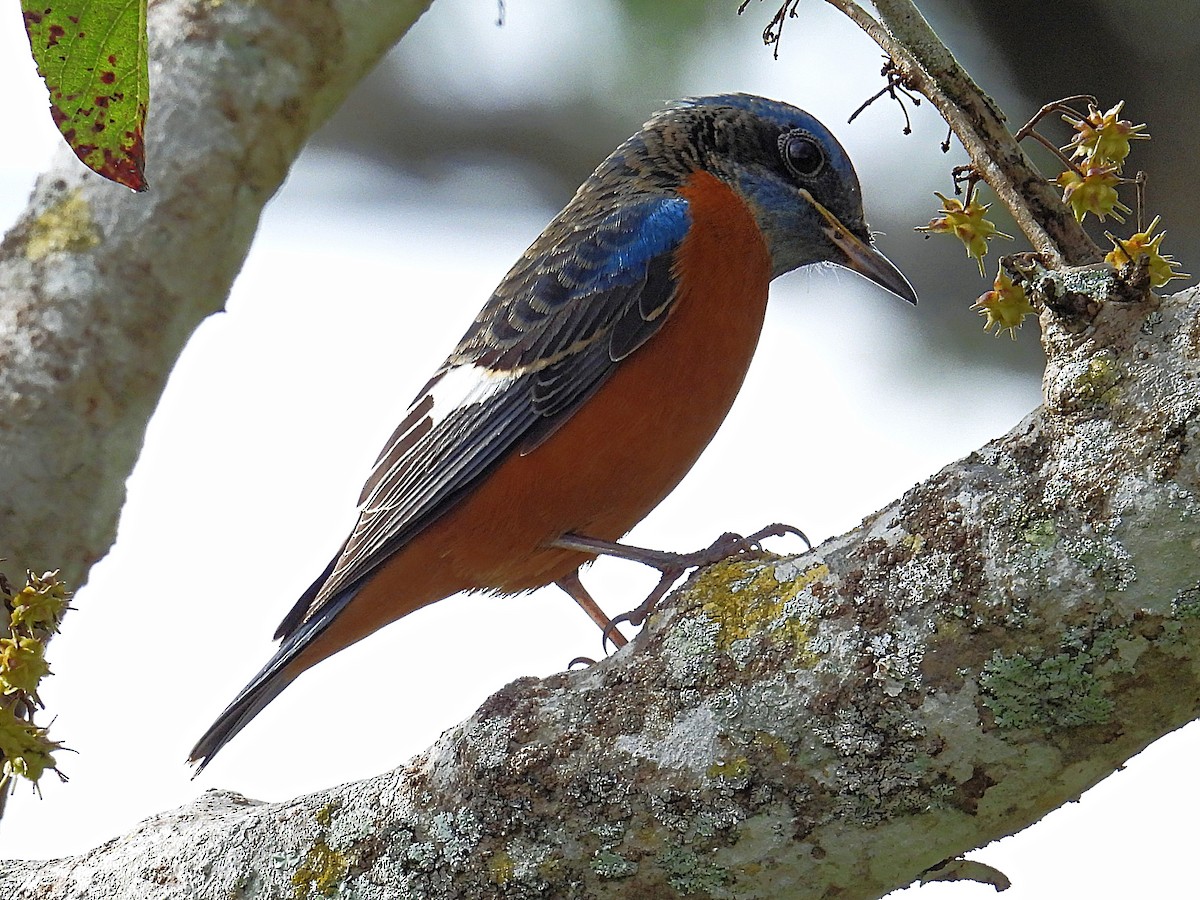 モンツキイソヒヨドリ - ML644512473