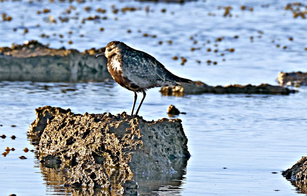 ムナグロ - ML644512475