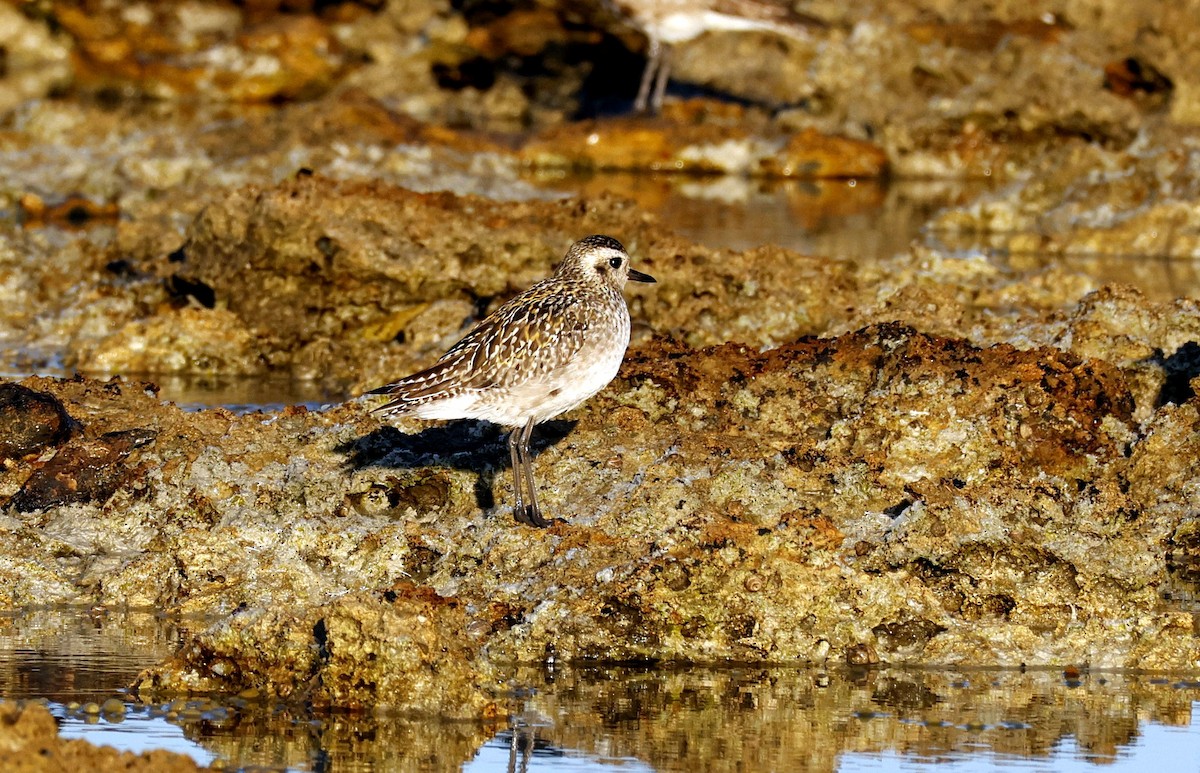 ムナグロ - ML644512476