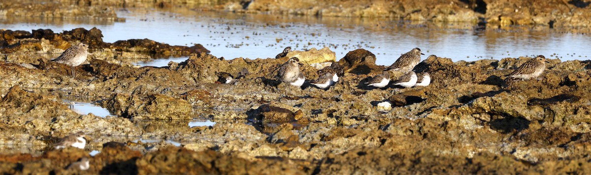 ムナグロ - ML644512477