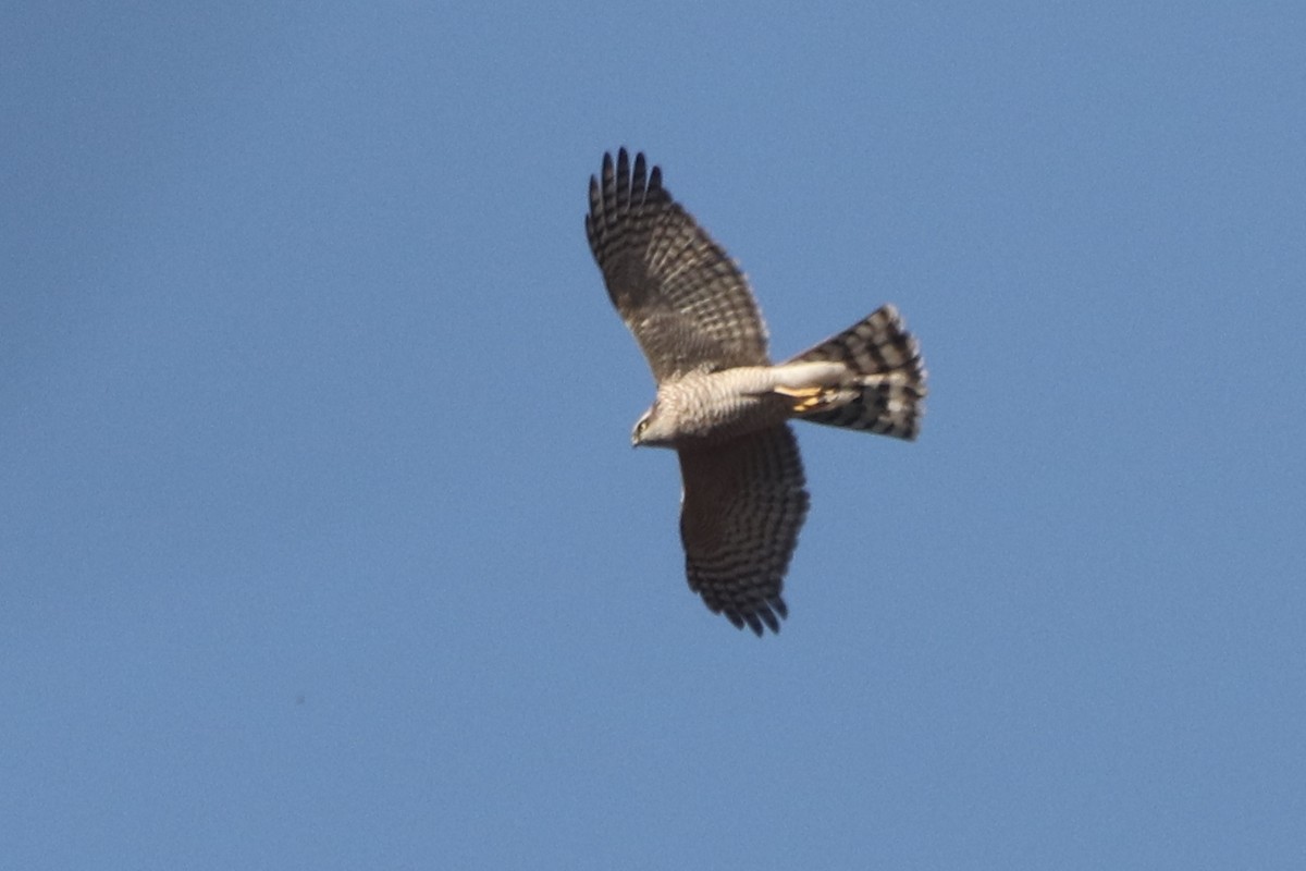 ハイタカ - ML644512479