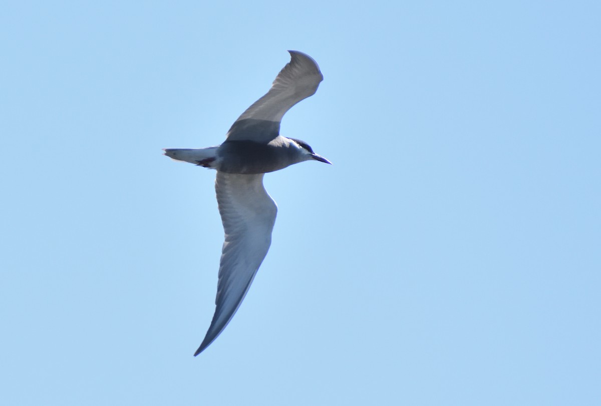 クロハラアジサシ - ML644512480