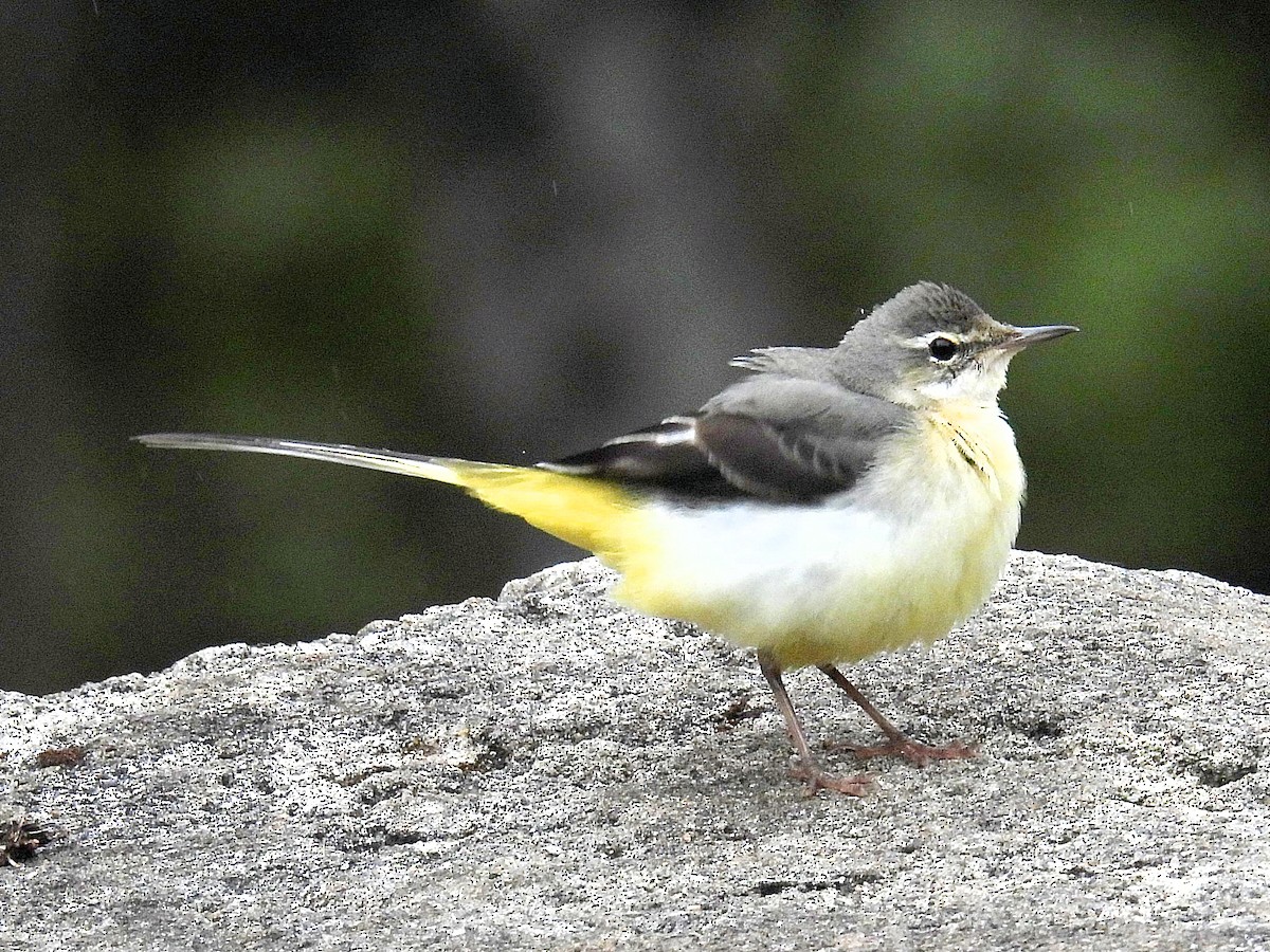 キセキレイ - ML644512481