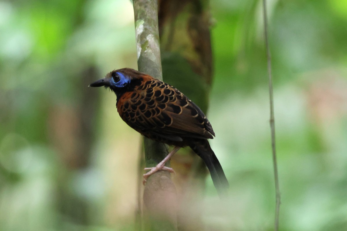 blåmaskemaurvokter - ML644512487