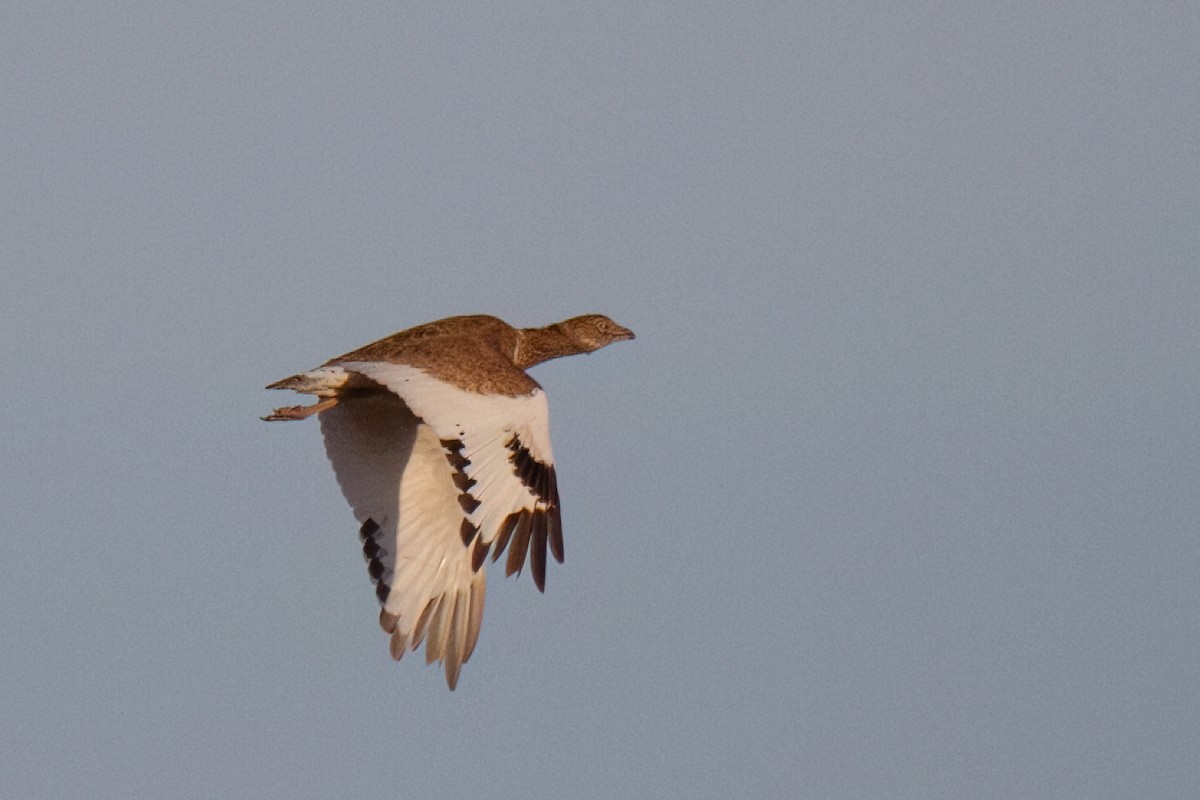 Little Bustard - ML644512489