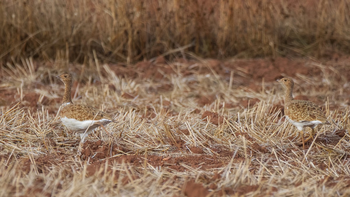 Little Bustard - ML644512491