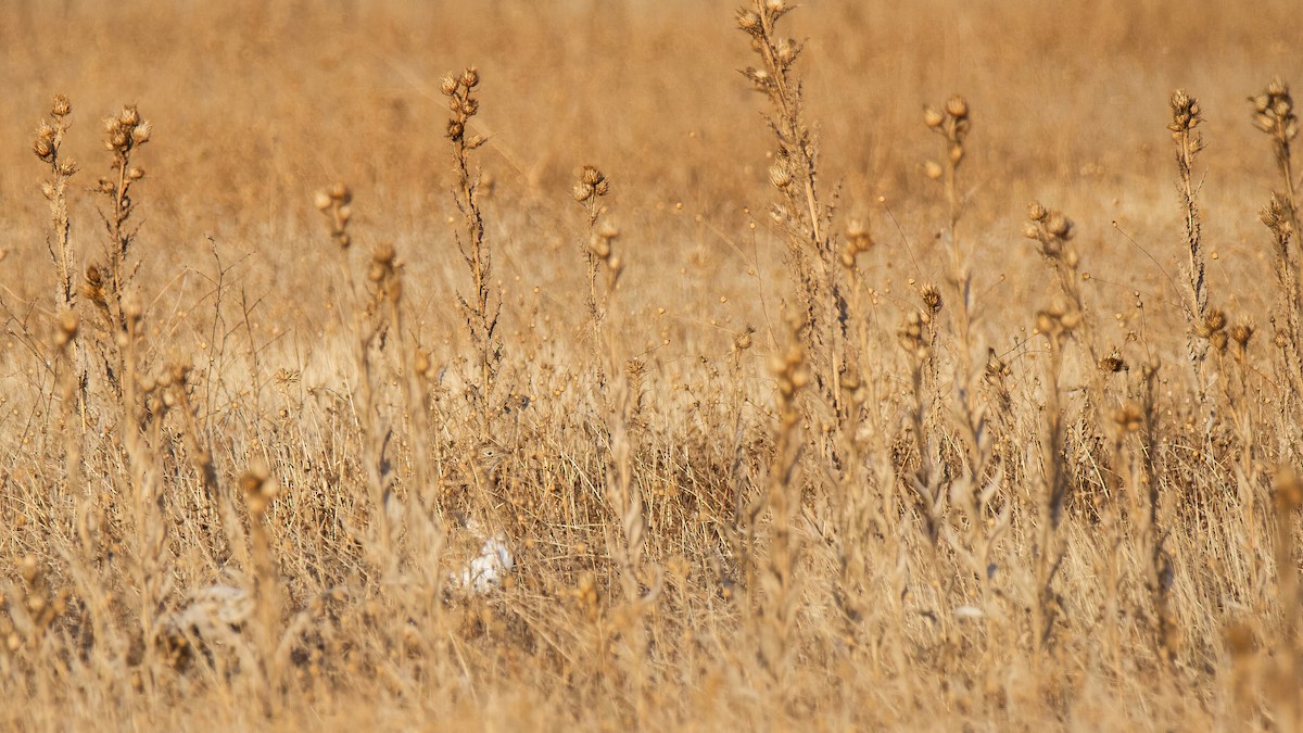 Little Bustard - ML644512492