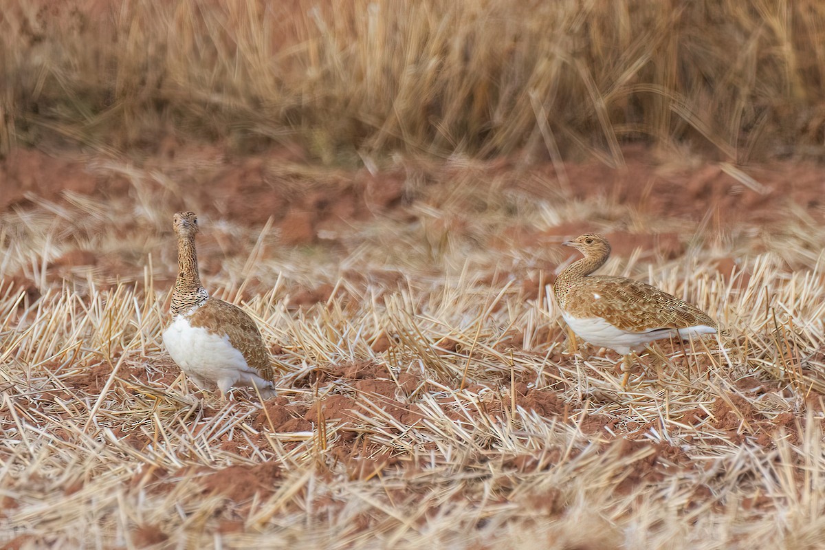 Little Bustard - ML644512494
