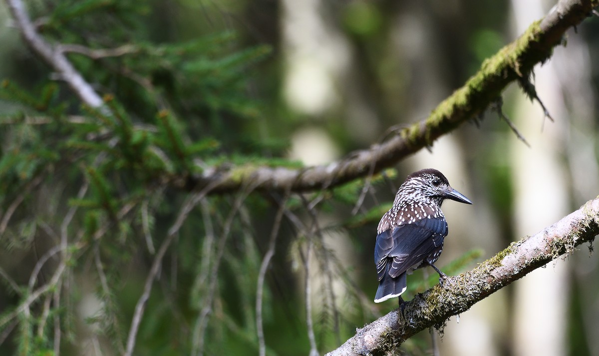 Northern Nutcracker - ML644512497