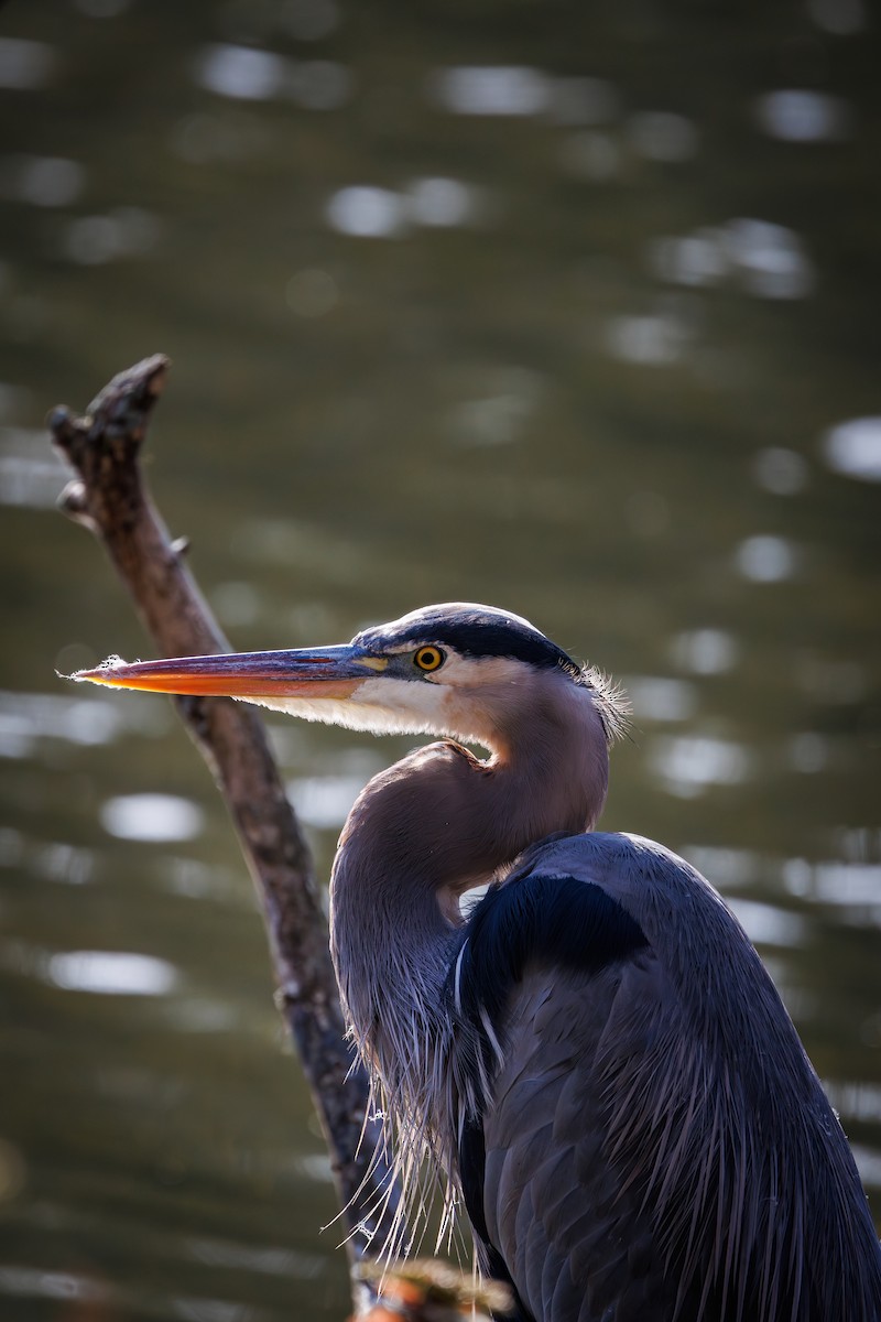 Great Blue Heron - ML644512500