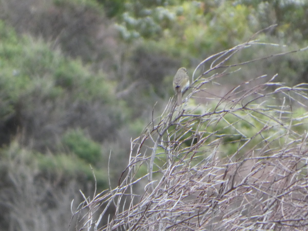 Yellow-faced Honeyeater - ML644512501
