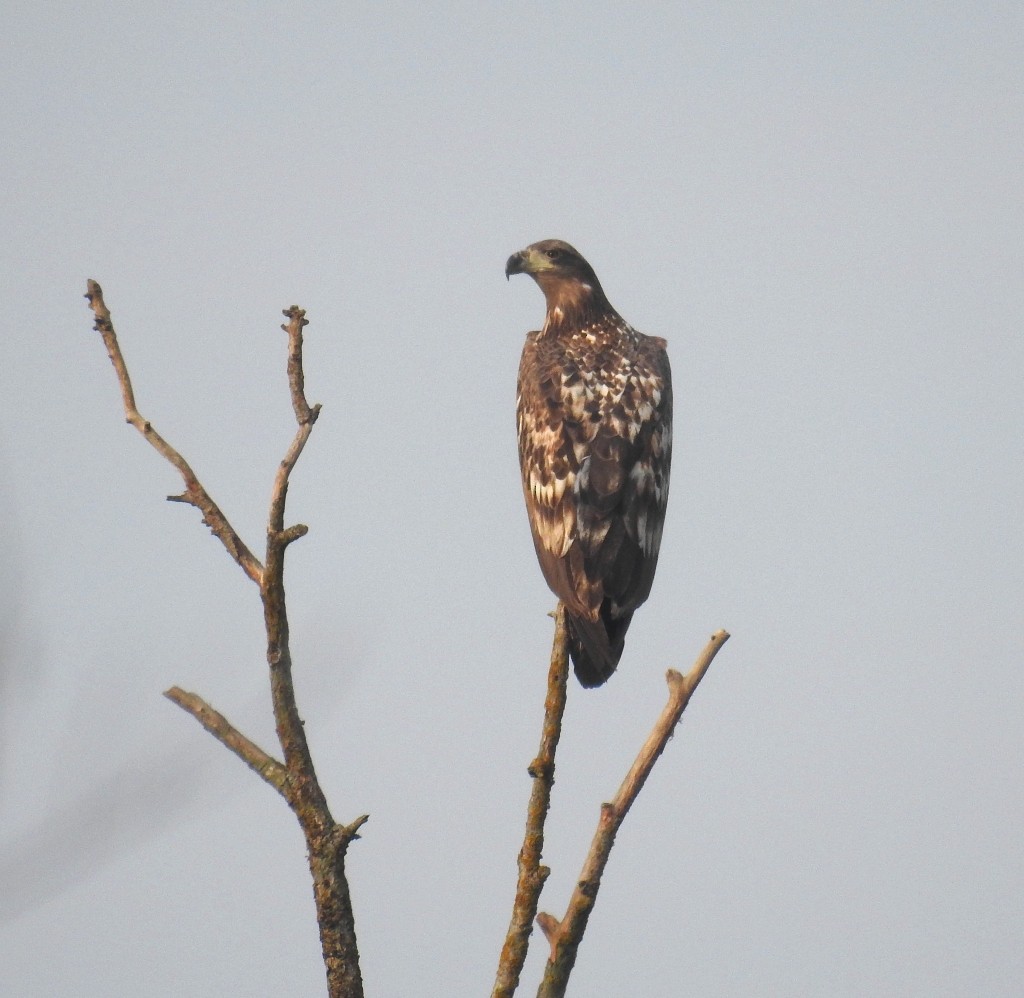 White-tailed Eagle - ML644512502