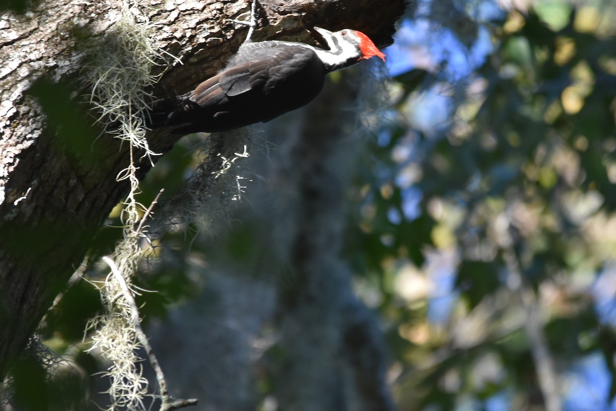 Pileated Woodpecker - ML644512504