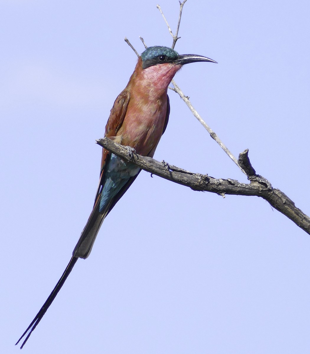 Southern Carmine Bee-eater - ML644512505