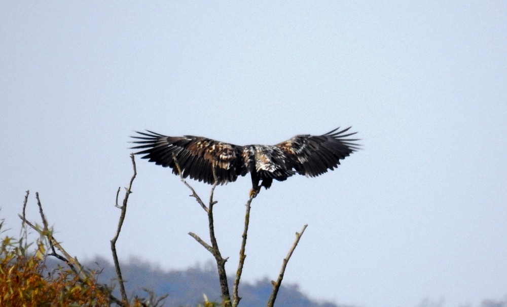 White-tailed Eagle - ML644512506