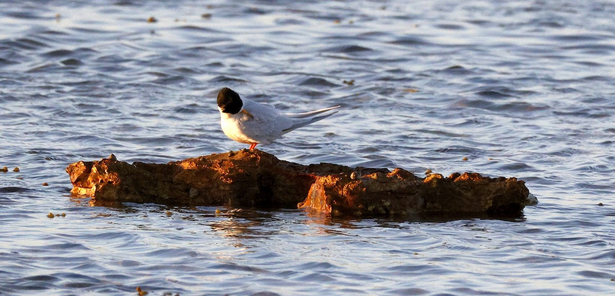Australian Fairy Tern - ML644512507