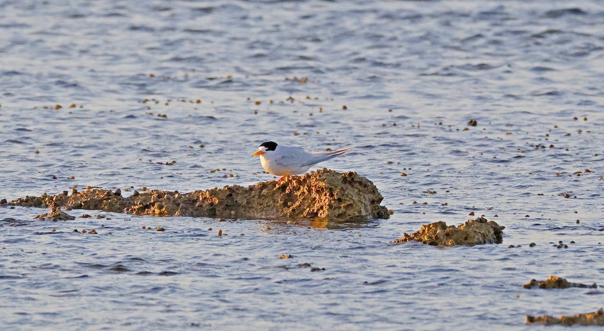 Australian Fairy Tern - ML644512508