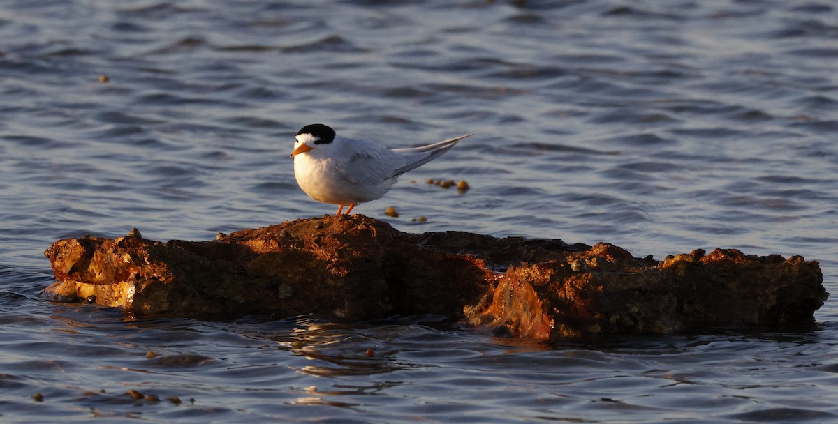 Australian Fairy Tern - ML644512509