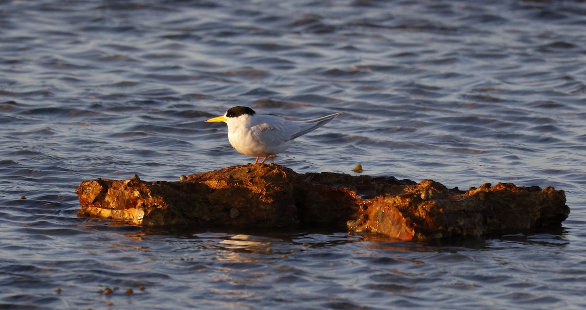 Australian Fairy Tern - ML644512510