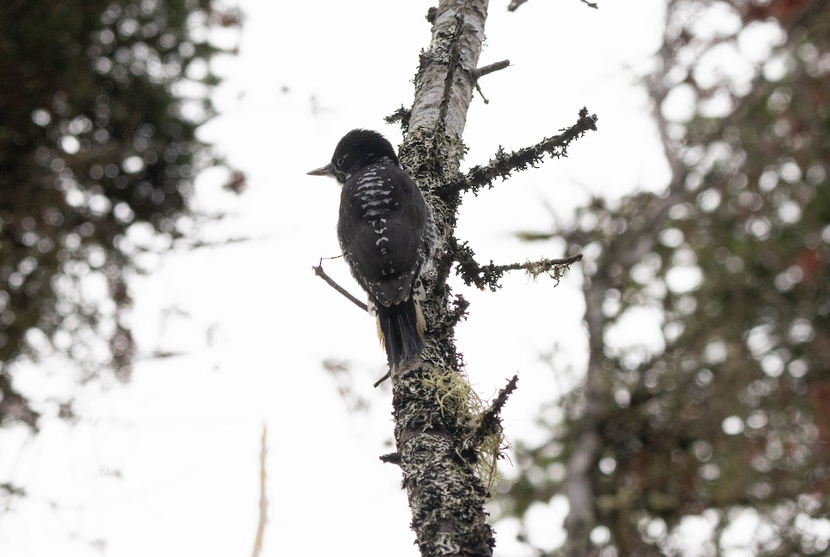 granspett - ML644512512