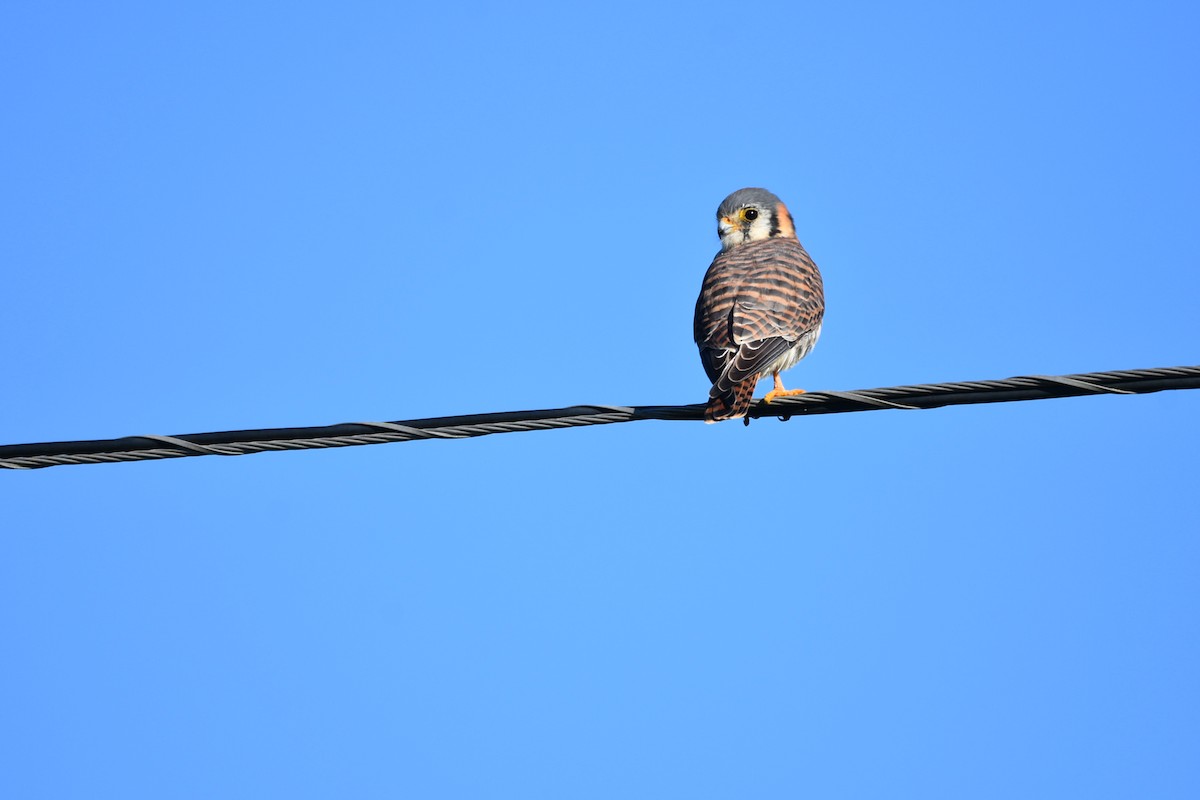 American Kestrel - ML644512514