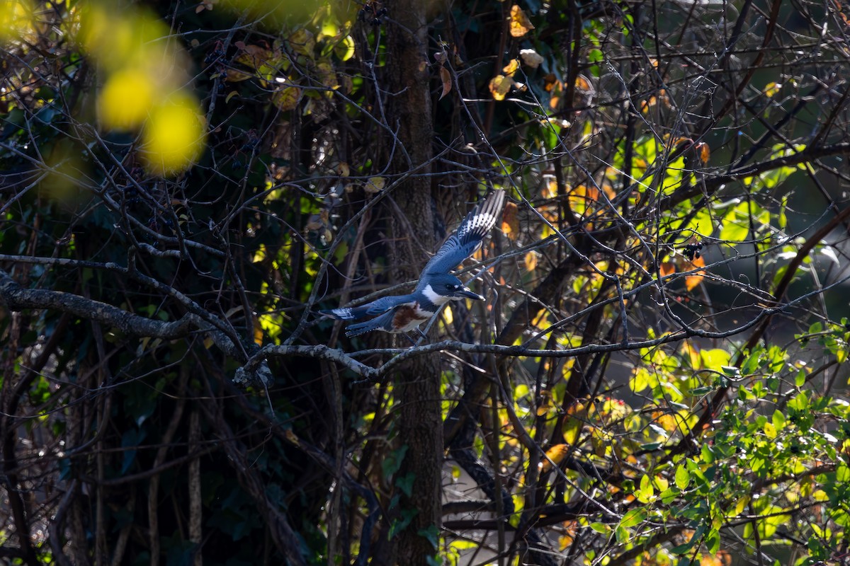 Belted Kingfisher - ML644512515