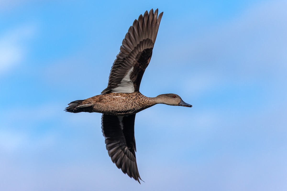 Gray Teal - ML644512518