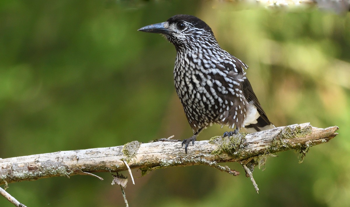 Northern Nutcracker - ML644512519