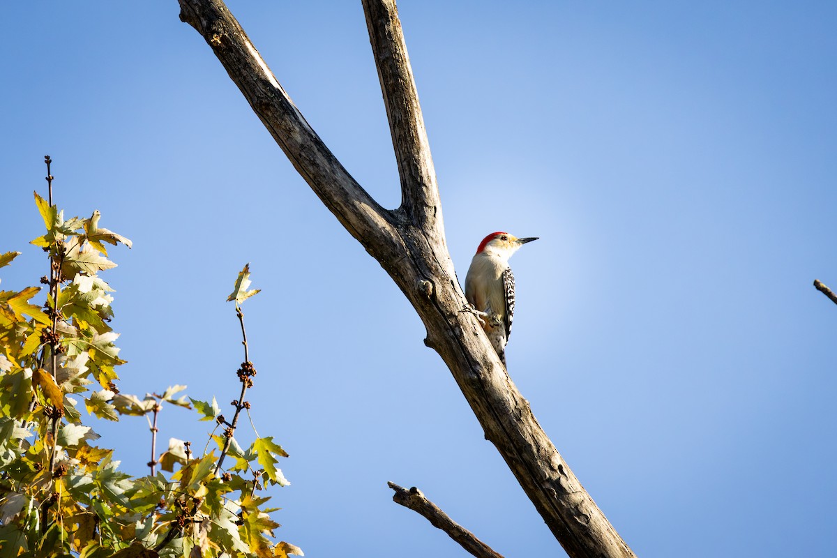 Red-bellied Woodpecker - ML644512520