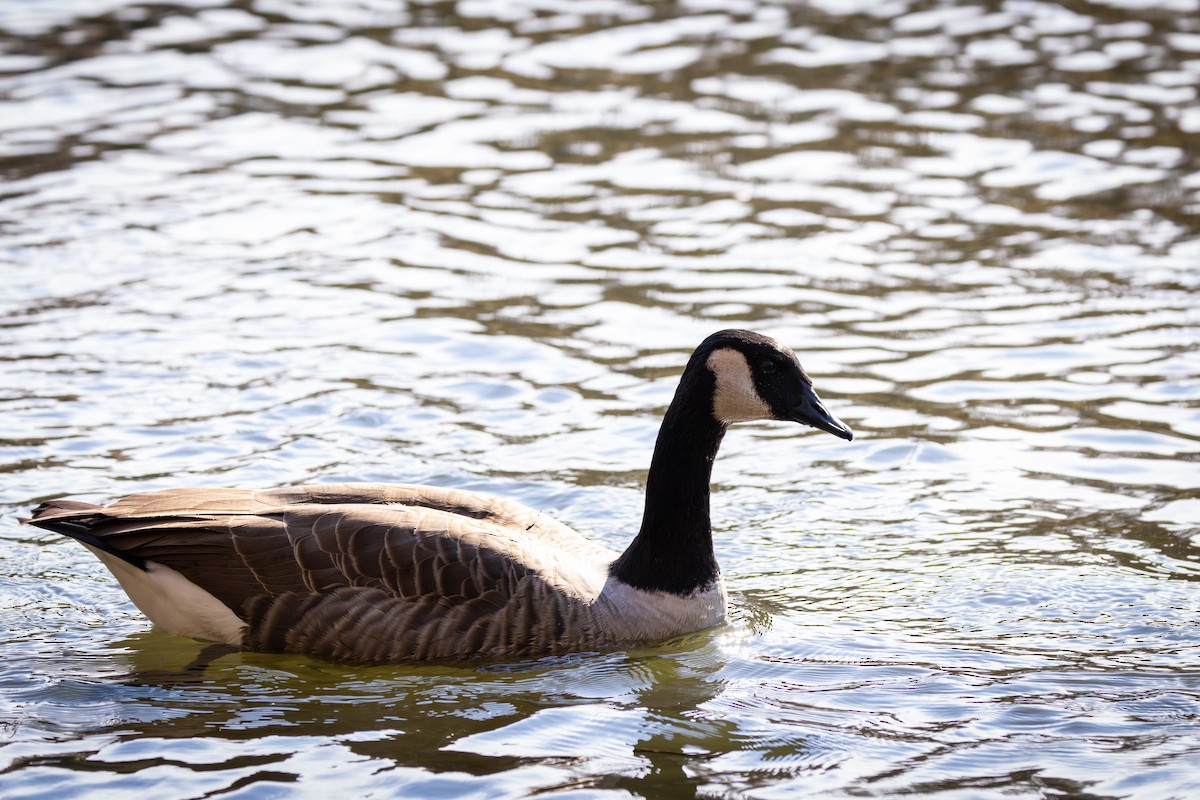 Canada Goose - ML644512522